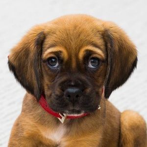 Meet your Posher, Boss